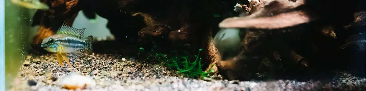 Aquarium decoratie