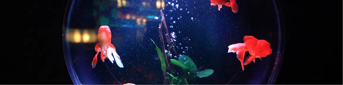 Aquarium accessoires
