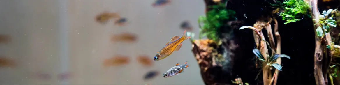 Aquariumkasten