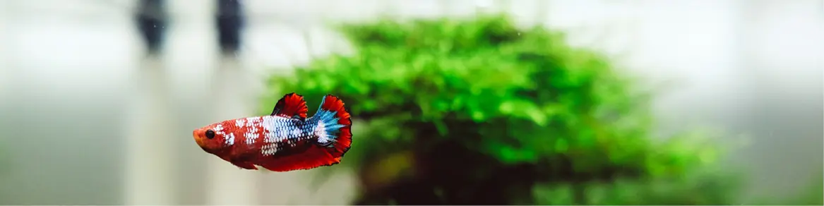 Aquarium onderhoud