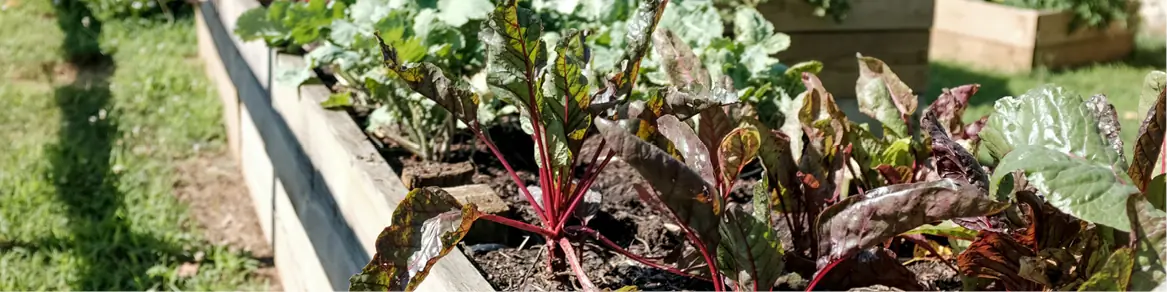Moestuinbakken