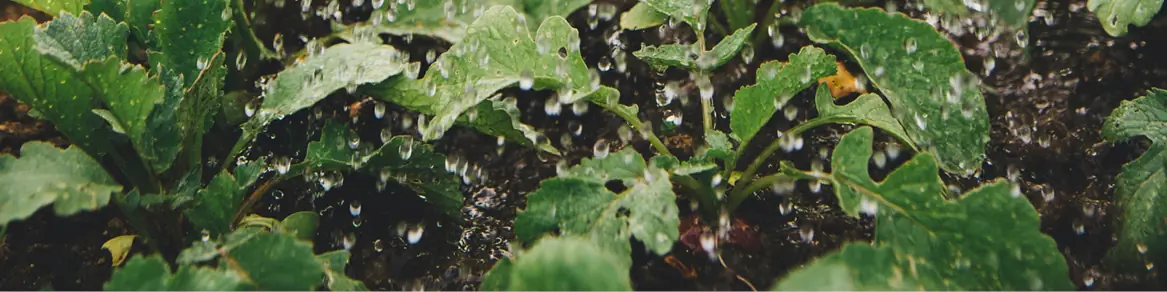 Voeding buitenplanten
