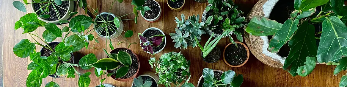 Voeding binnenplanten