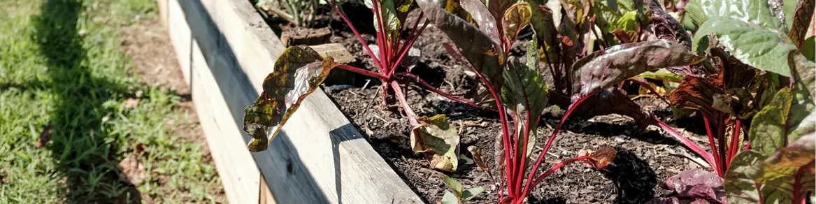 Moestuin & fruit