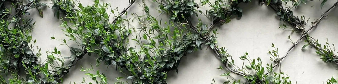 Klimrekken & pergola's