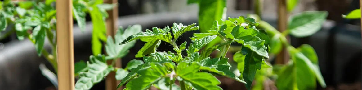 Plantenstokken