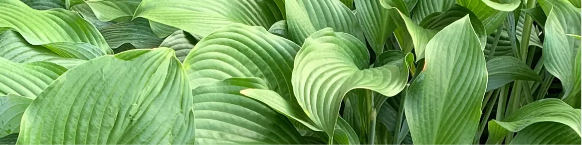 Vaste planten Warentuin