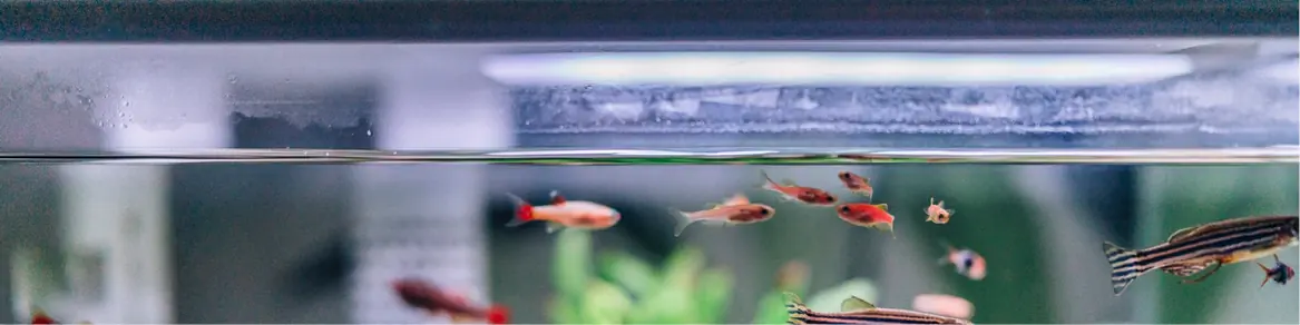 Aquariums