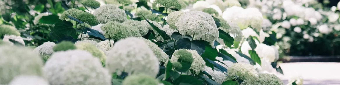 Bloeit voorjaar & zomer