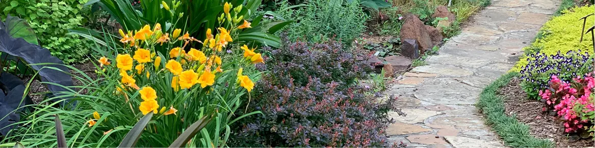 Dakgroen & complete borders