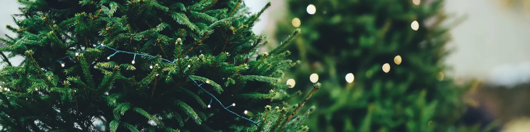 Echte kerstbomen