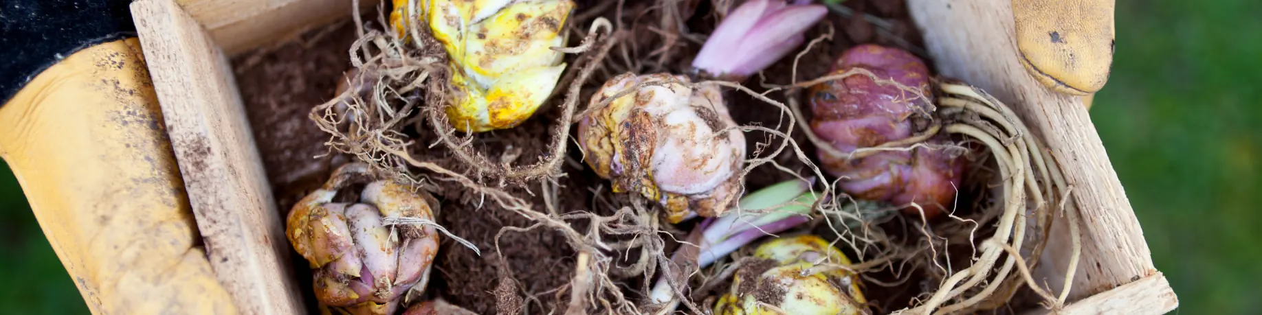 Eenjarige perkplanten