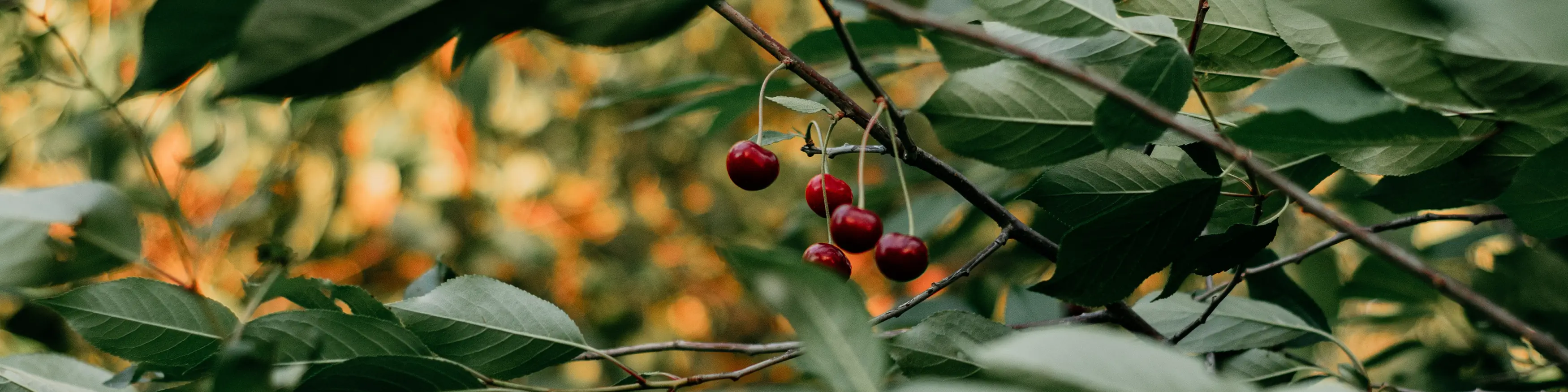 Fruit boompjes klein