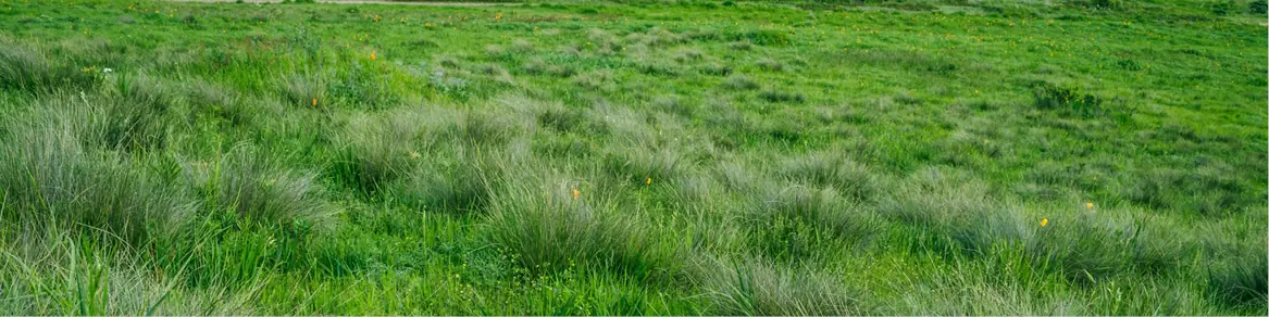 Graszaad