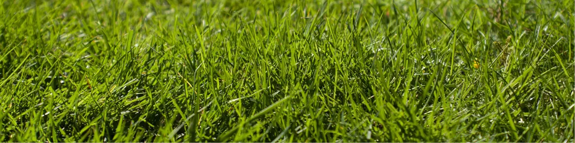 Graszoden
