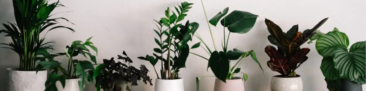 Groene kamerplanten