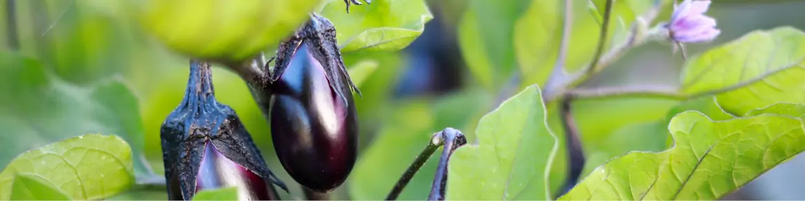 Groenteplanten