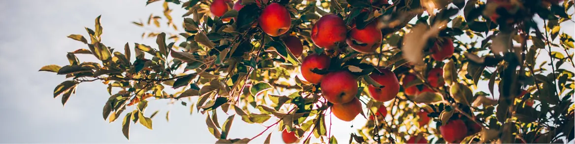 Grote fruitbomen