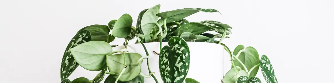 Hang kamerplanten