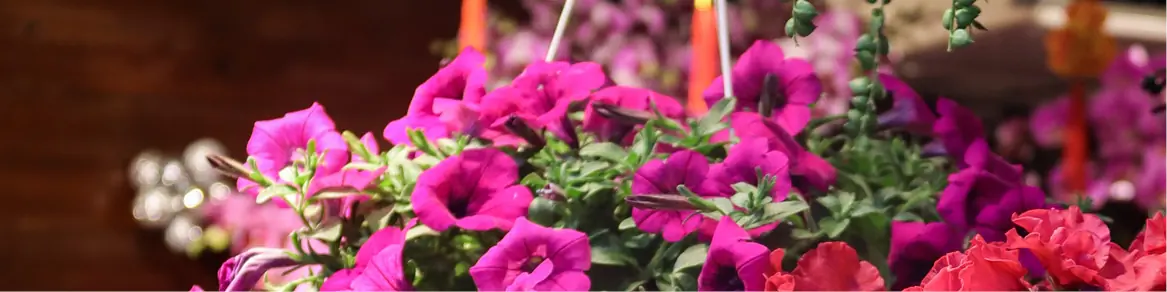 Hangplanten