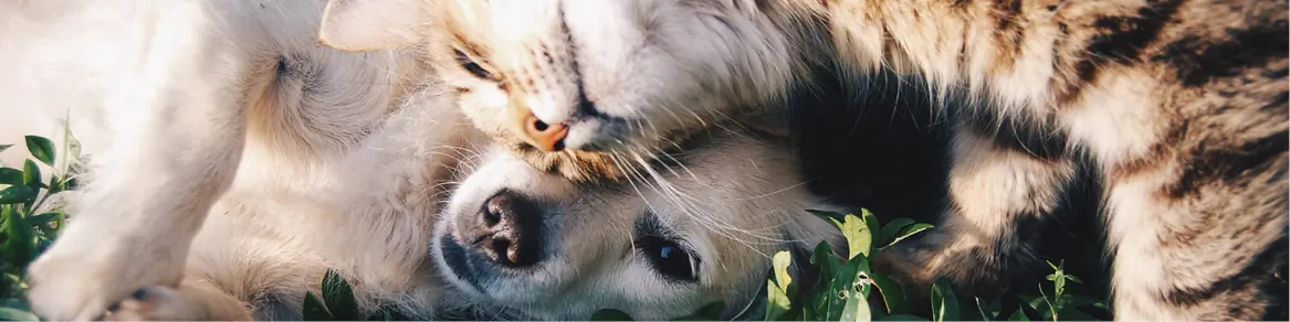 Hond & kat