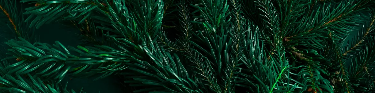 Kerstgroen, pompoenen & sneeuw