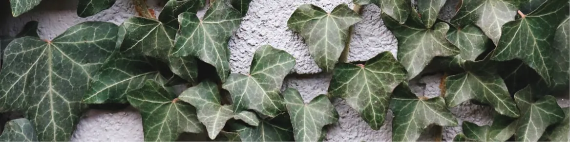Klimplanten bladhoudend