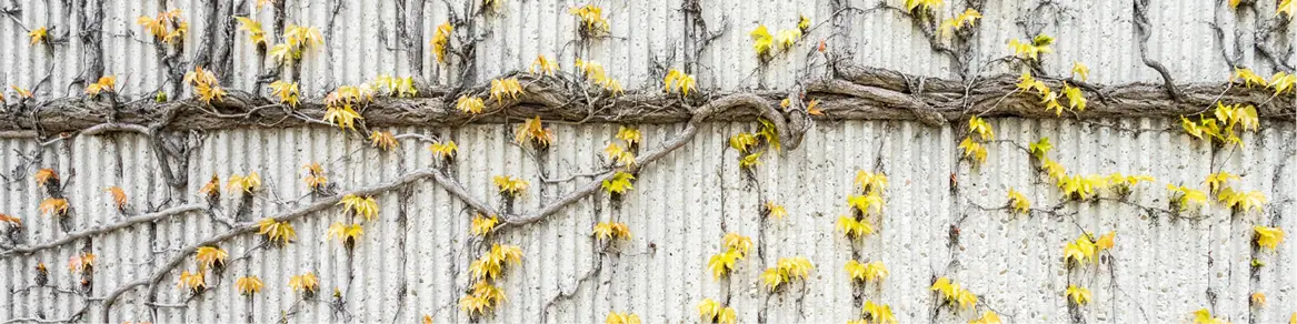 Klimplanten bladverliezend