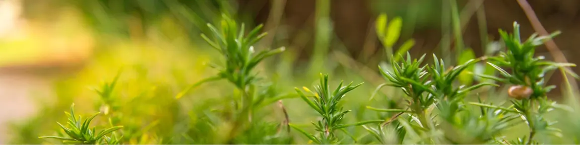 Kruidenplanten