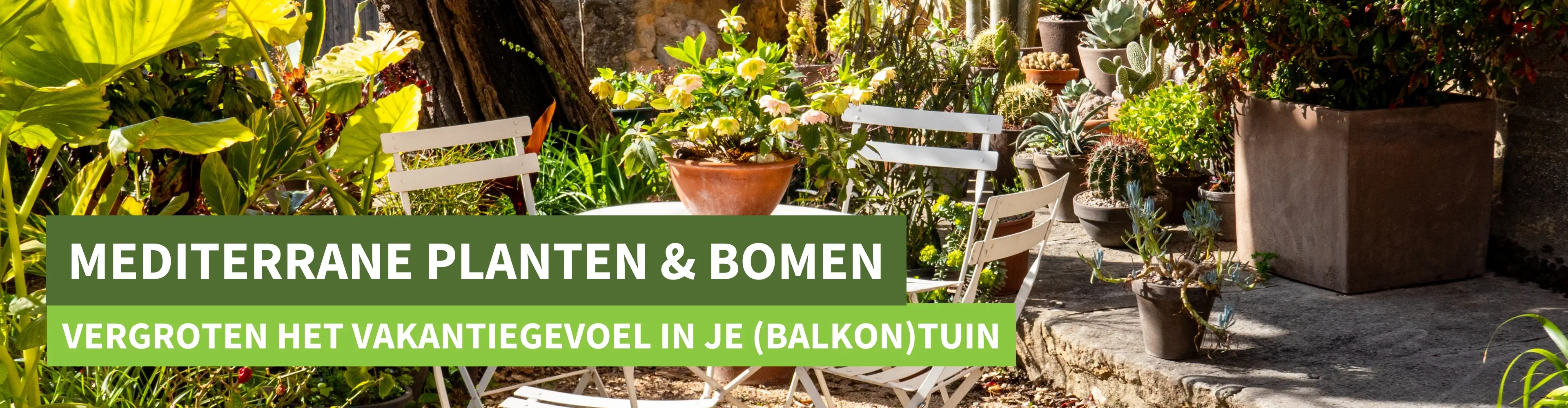 Mediterrane planten
