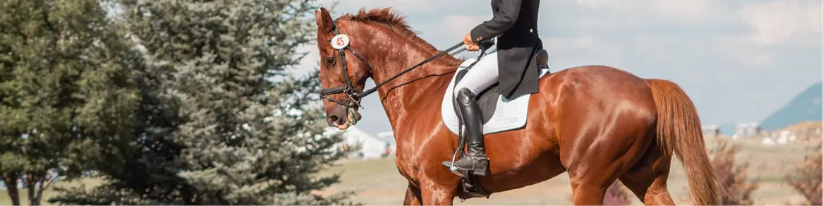Paard