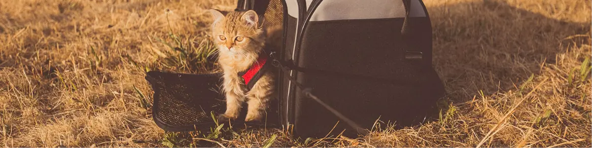Reizen & transport kat