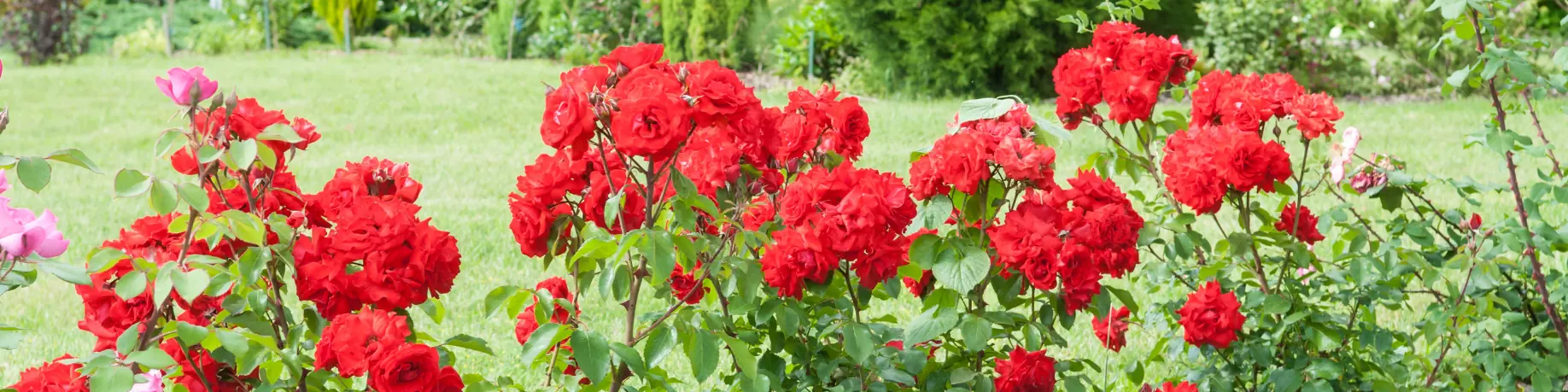 Rozen