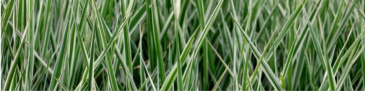 Vaste planten van de kweker