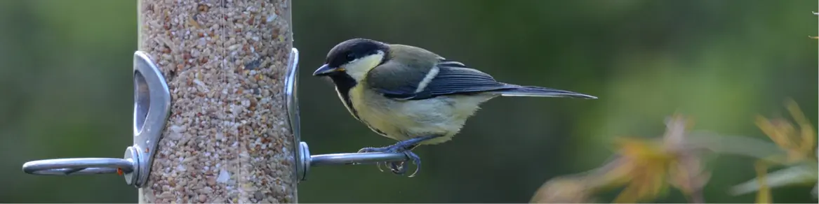 Voederhuisjes & vogelvoer