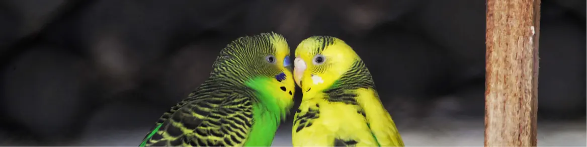 Vogels