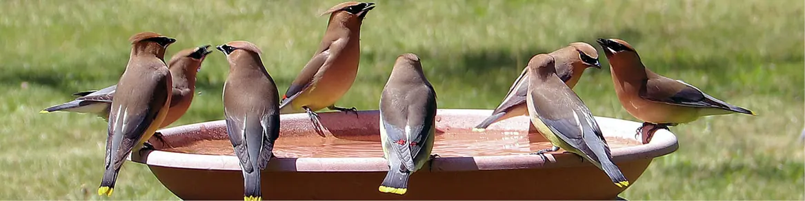 Vogelbad