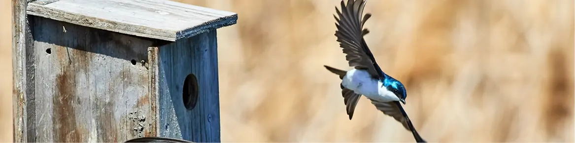 Vogelhuisjes & broedhuisjes