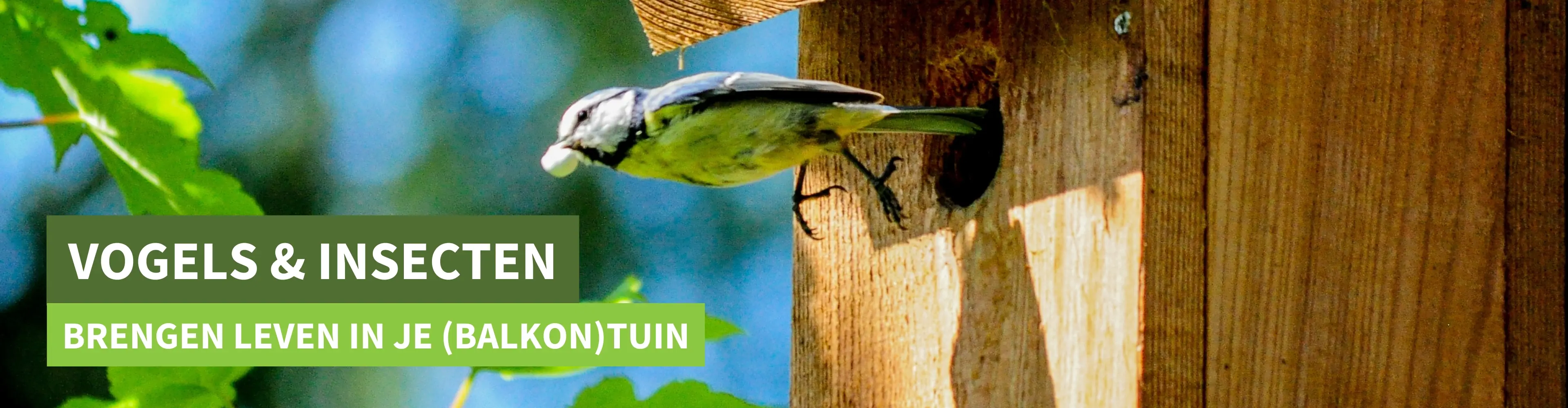 Vogels & insecten