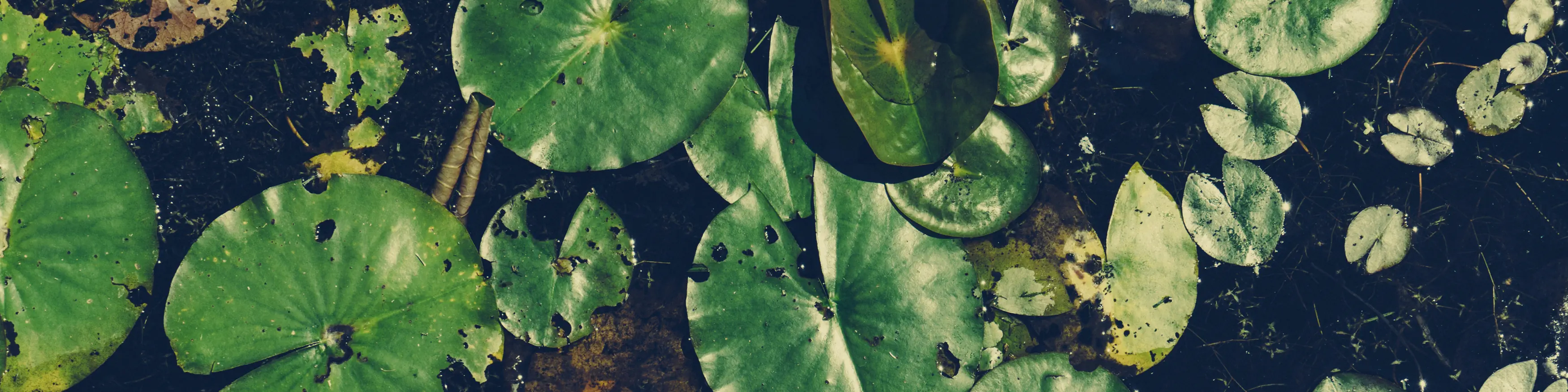 Waterplanten