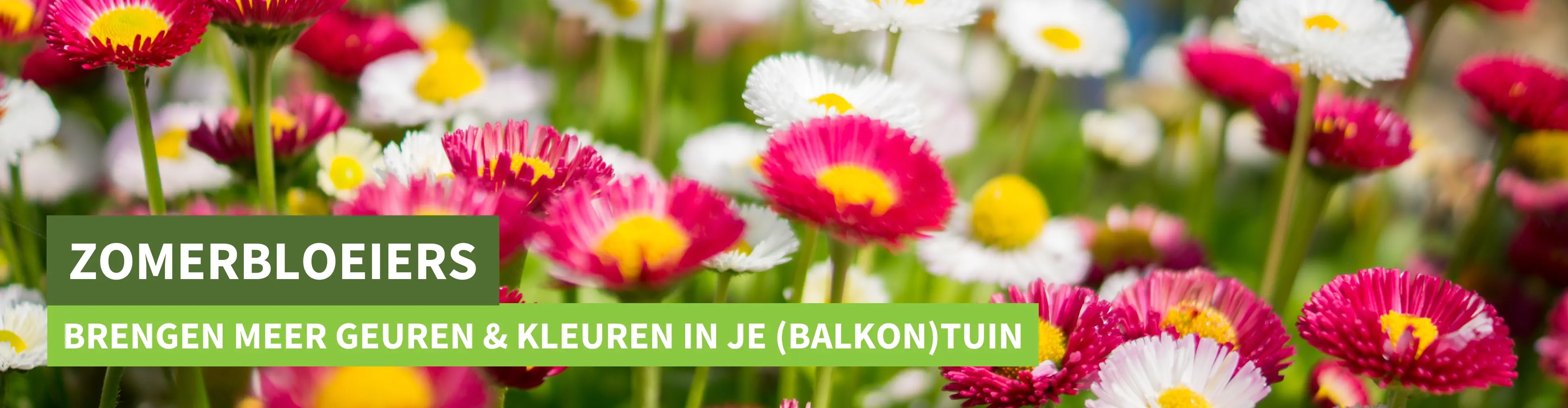 Zomer bloeiers