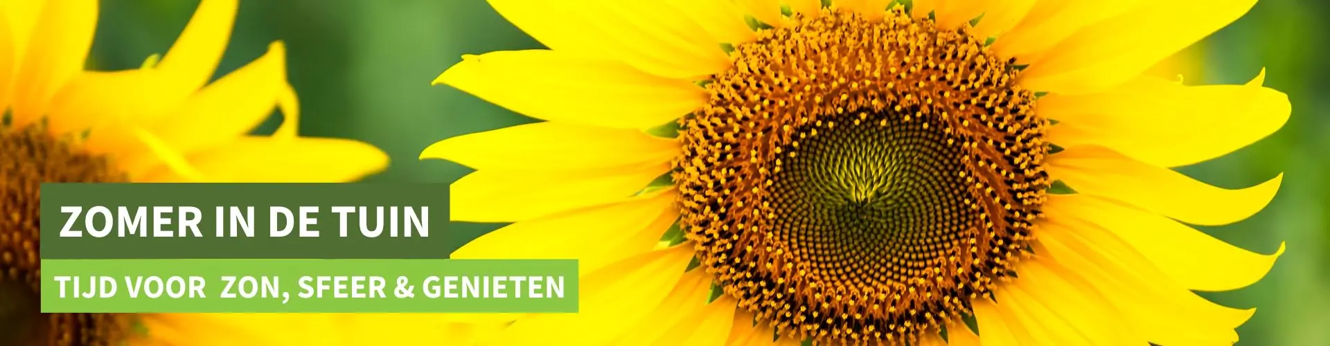Zomer