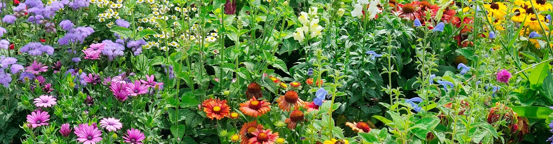 plantengids
