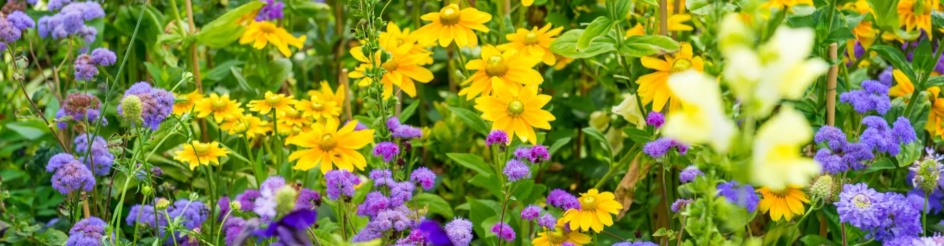 blog - zomerbloeiers voor in je tuin of op je balkon 
