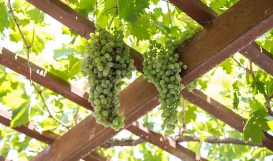 begroeide pergola's