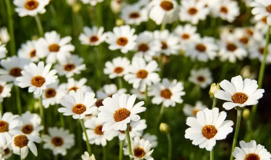 eenjarige perkplanten