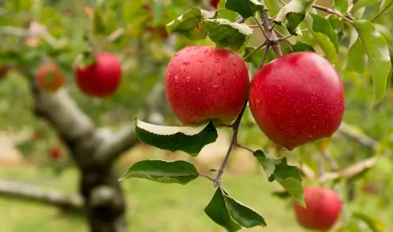 fruitbomen