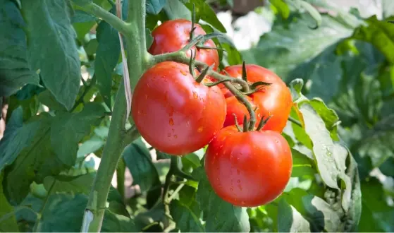 groenteplanten