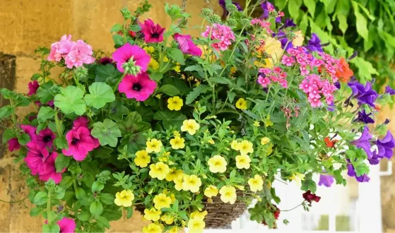hangplanten