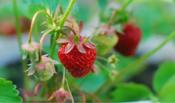 klein fruit